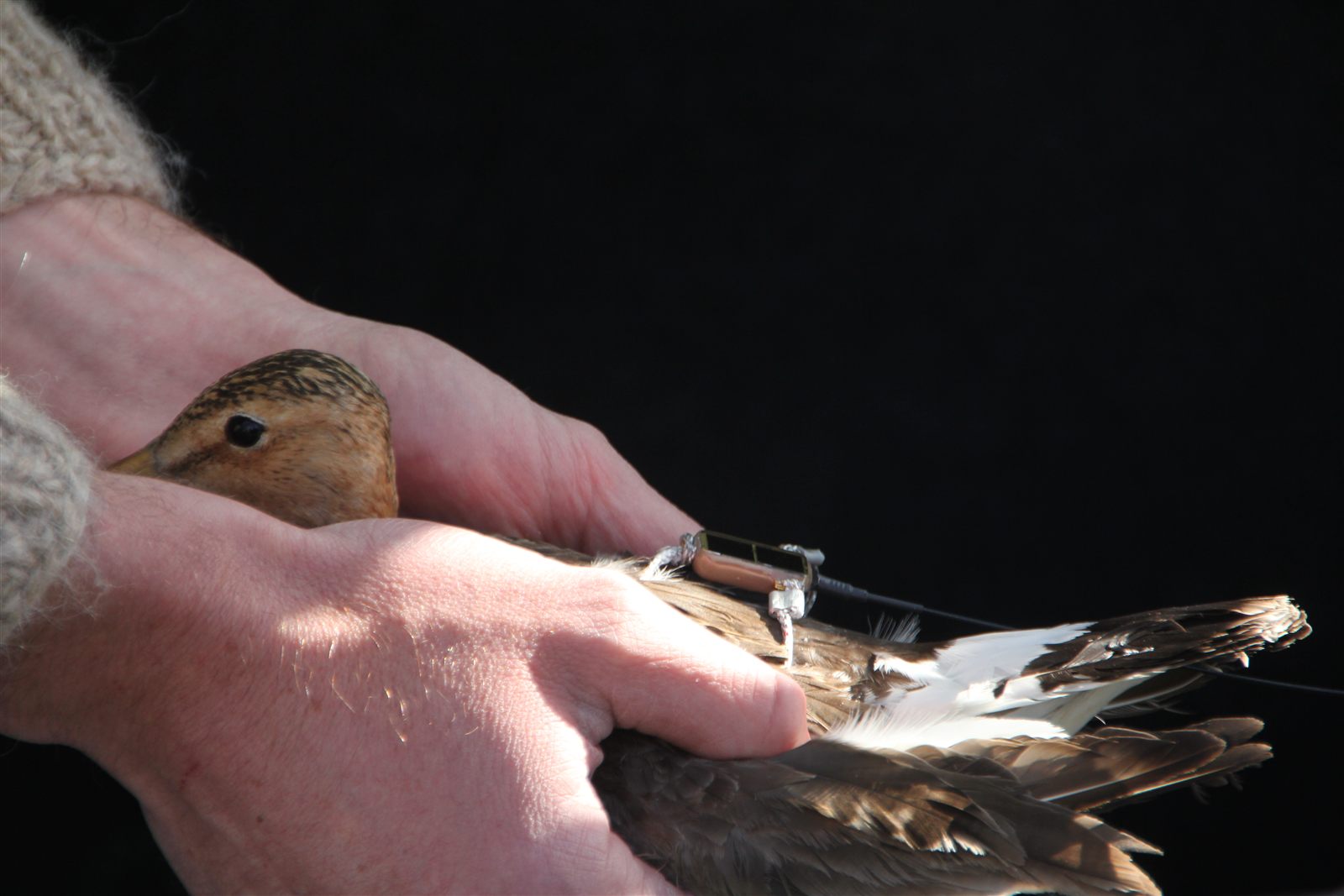 Field tagging work with bird-borne tracking devices