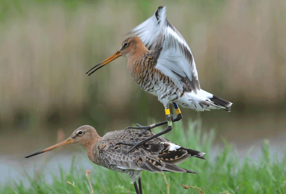 Black-tailed godwit research landscape