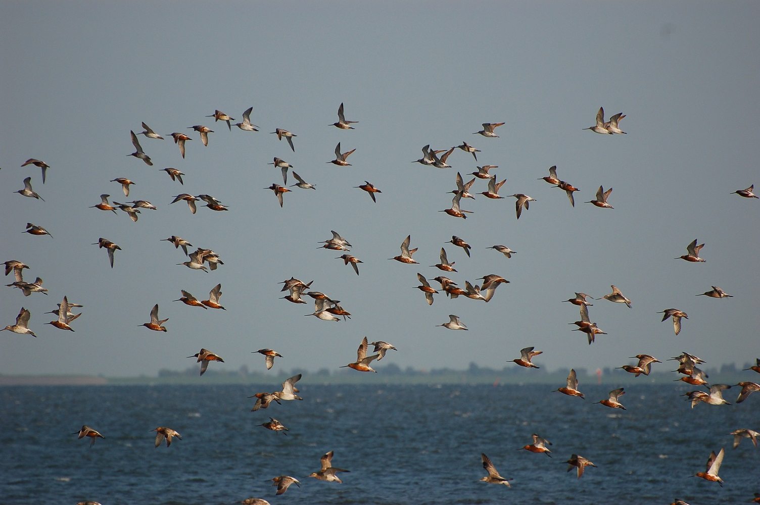 Bar-tailed godwits in flight